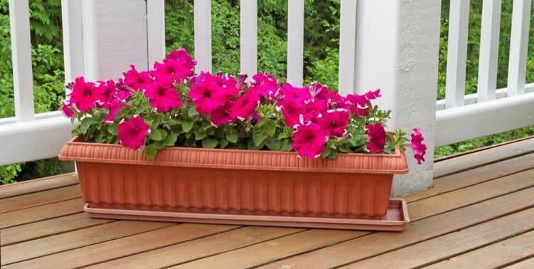 Read more about the article Should Planters Have Drainage Holes?