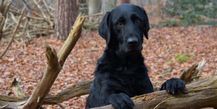 Read more about the article Is Compost Bad For Dogs?