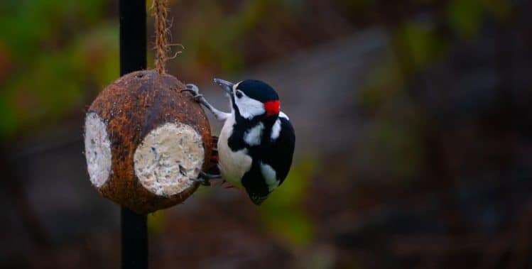 Read more about the article Can Wild Birds Have Coconut Oil?