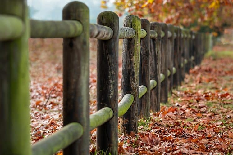 Backyard fence