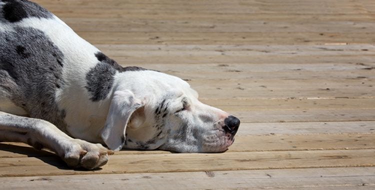 You are currently viewing How Do I Stop My Dog From Scratching The Deck?