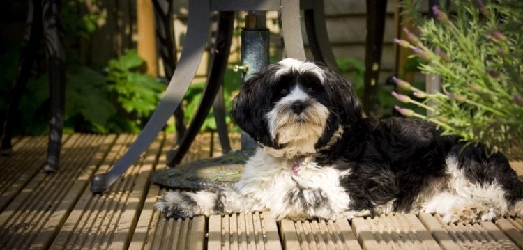 Dog on decking