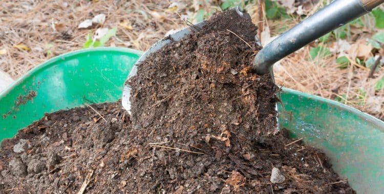 Read more about the article Is Compost Fertilizer?