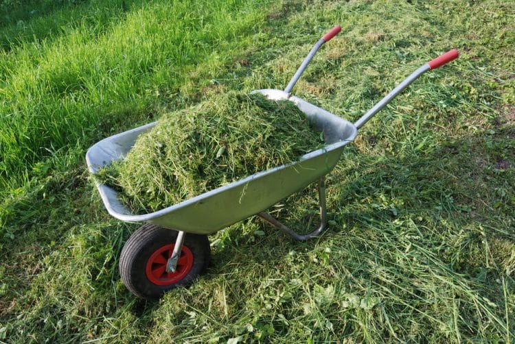 Grass clippings in wheelbarrow