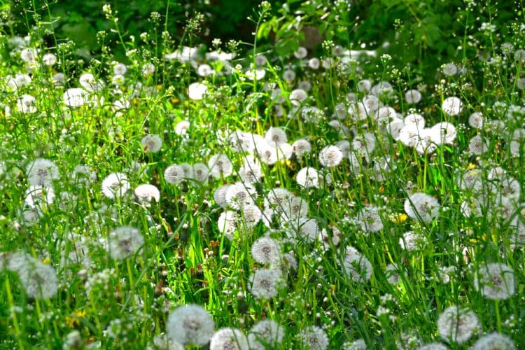 Letting lawn go to seed