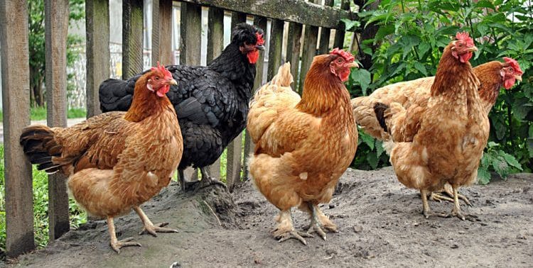 Read more about the article Can Backyard Chickens Get Salmonella?