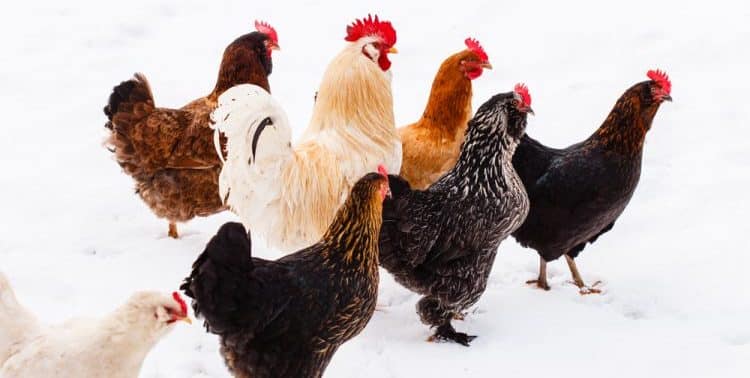 You are currently viewing Can Backyard Chickens Survive Winter?