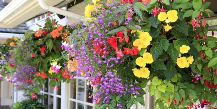 Read more about the article Are Hanging Baskets Old Fashioned?